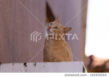 Small domestic cat Small domestic cat 105858564
