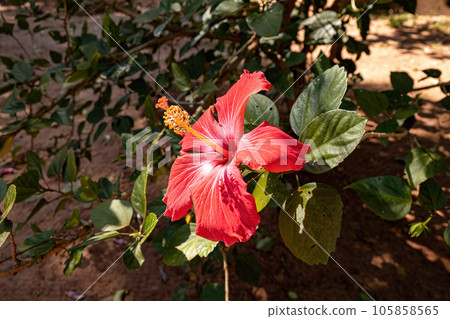 Red Hibiscuses Flower Red Hibiscuses Flower 105858565