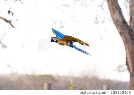 Adult Blue-and-yellow Macaw Adult Blue-and-yellow Macaw 105858566