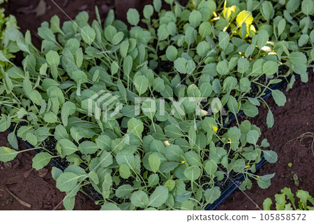 seedlings of cabbage vegetable plant seedlings of cabbage vegetable plant 105858572