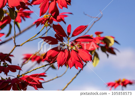 Poinsettia Flowering Plant Poinsettia Flowering Plant 105858573