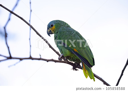 Adult Orange-winged Parrot 105858588