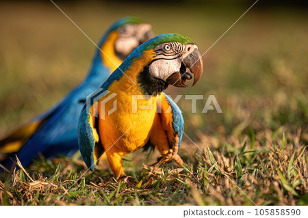 Adult Blue-and-yellow Macaw 105858590