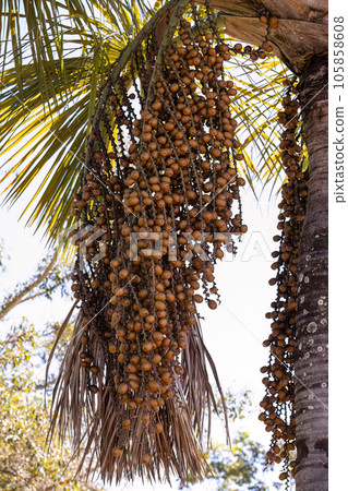 fruits of the buriti palm fruits of the buriti palm 105858608