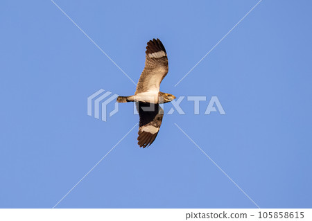 Animal Nacunda Nighthawk in fly Animal Nacunda Nighthawk in fly 105858615