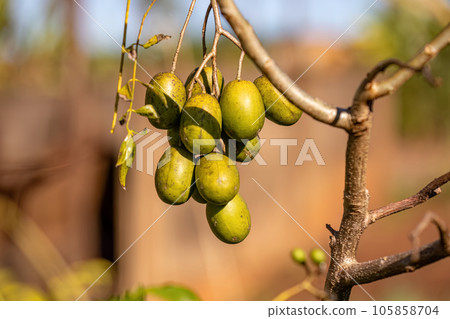 Mombins Tree Fruit 105858704