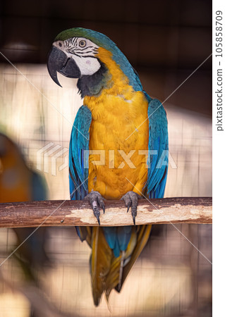 Adult Blue-and-yellow Macaw rescued recovering for free reintroduction 105858709
