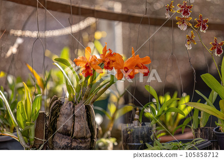 orchid flowering plant orchid flowering plant 105858712