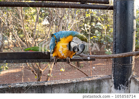 Adult Blue-and-yellow Macaw rescued recovering for free reintroduction 105858714