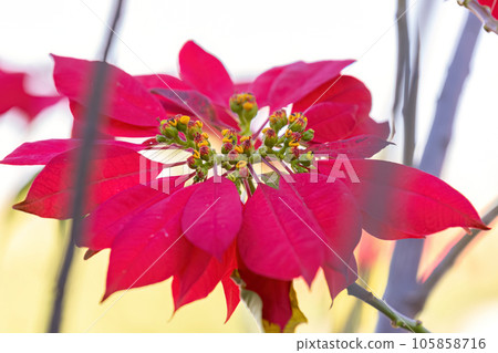 Poinsettia Flowering Plant 105858716
