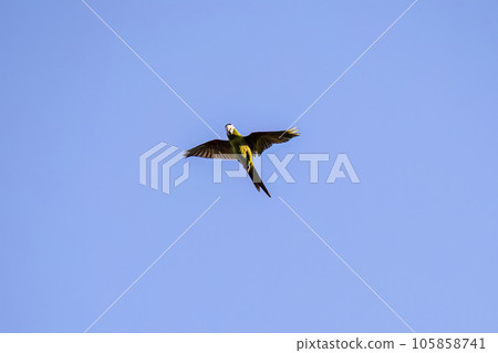 Adult Red shouldered Macaw 105858741