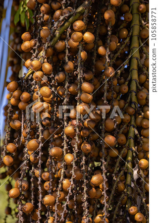 fruits of the buriti palm fruits of the buriti palm 105858771