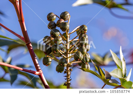 Green Castor Bean Plant 105858774