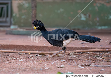 Male Adult Bare-faced Curassow Male Adult Bare-faced Curassow 105858780