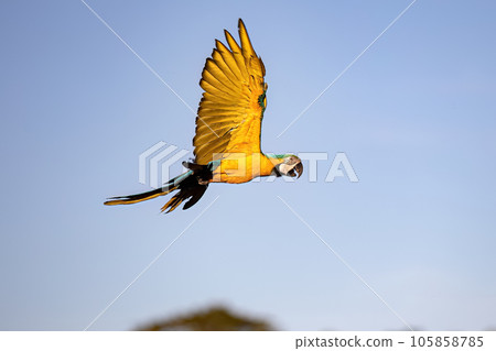 Adult Blue-and-yellow Macaw Adult Blue-and-yellow Macaw 105858785