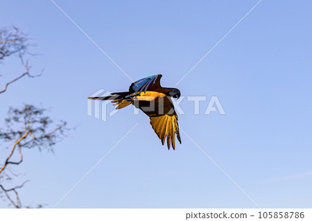 Adult Blue-and-yellow Macaw Adult Blue-and-yellow Macaw 105858786