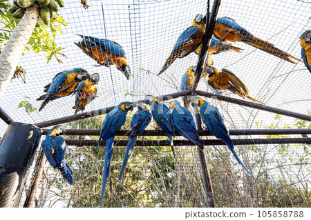 Adult Blue-and-yellow Macaw rescued recovering for free reintroduction 105858788