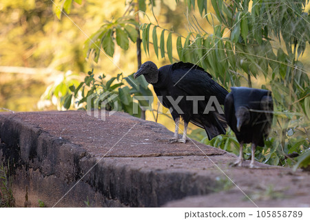 Animal Black Vulture 105858789