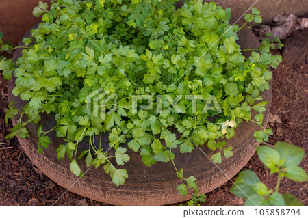 Garden Parsley Plant 105858794