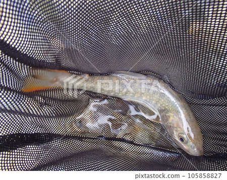 月亮的岩魚 月亮的岩魚 105858827