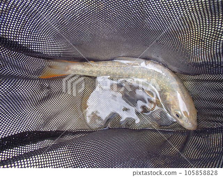 月亮的岩魚 月亮的岩魚 105858828