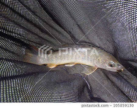 月亮的岩魚 月亮的岩魚 105859130
