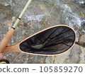 rock fish of the moon 105859270