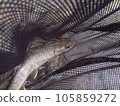 rock fish of the moon 105859272