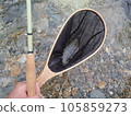 rock fish of the moon 105859273