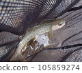 rock fish of the moon 105859274