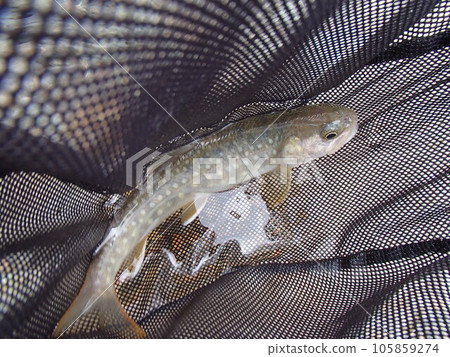rock fish of the moon rock fish of the moon 105859274