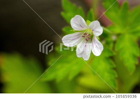 Cranesbill花 105859336