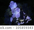 繡球花與光 105859343