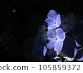 有光的繡球花 105859372