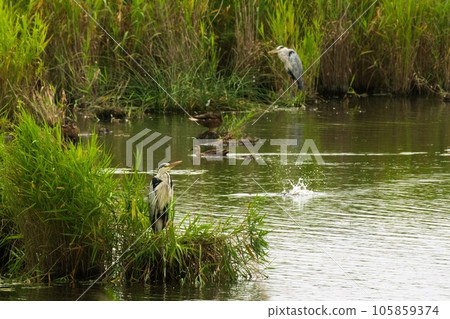 Gray heron in Lake Harutori When something jumps in Gray heron in Lake Harutori When something jumps in 105859374