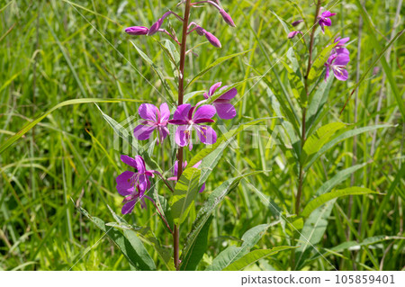Close-up of willow herb flowers and leaves [Yashimagahara Marsh, July] 105859401