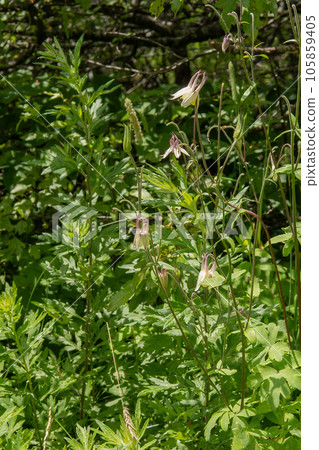 長野縣霧峰的屋島原沼澤的黃耬斗菜花和果實 [Kibana no Yamaa 耬斗菜] 105859405