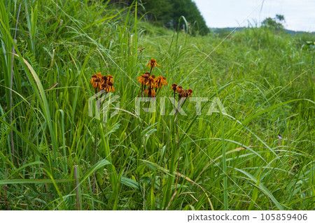 長野縣霧峰八島原濕原菊科的橙花[Korinka] 105859406