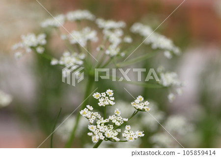 caraway flower caraway flower 105859414