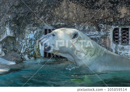 Polar bear Tennoji Zoo 105859514