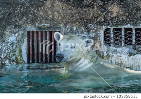 Polar bear Tennoji Zoo Polar bear Tennoji Zoo 105859515