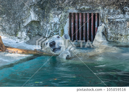Polar bear Tennoji Zoo Polar bear Tennoji Zoo 105859516