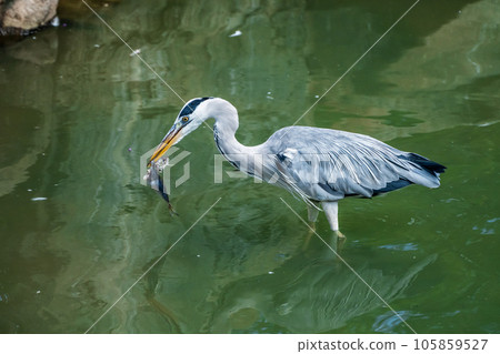 Gray heron eating food Tennoji Zoo Bird's paradise Gray heron eating food Tennoji Zoo Bird's paradise 105859527