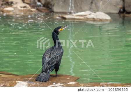Cormorant Tennoji Zoo Bird Paradise 105859535
