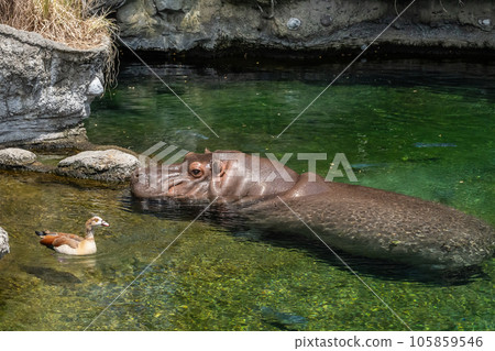Hippos and Egyptian geese in the water Tennoji Zoo 105859546