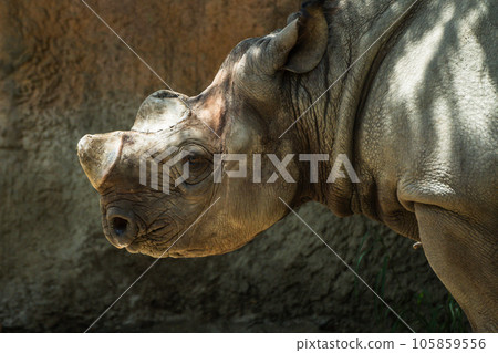 Black rhino (Eastern black rhinoceros)Tennoji Zoo Black rhino (Eastern black rhinoceros)Tennoji Zoo 105859556