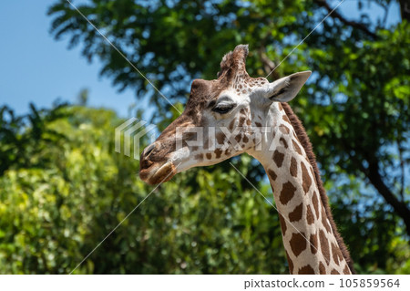 長頸鹿 天王寺動物園 非洲稀樹草原區 105859564