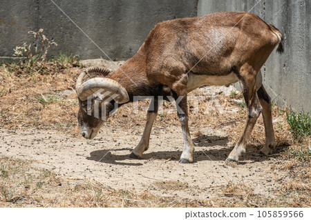 Mouflon Tennoji Zoo 105859566