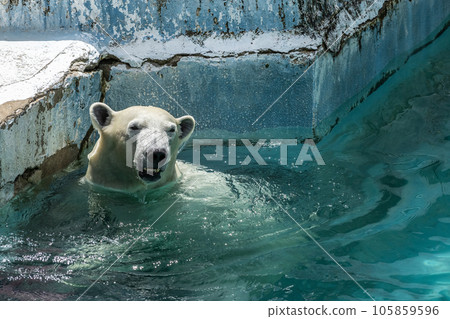 天王寺動物園北極熊 105859596