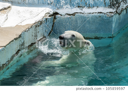 Polar bear Tennoji Zoo Polar bear Tennoji Zoo 105859597